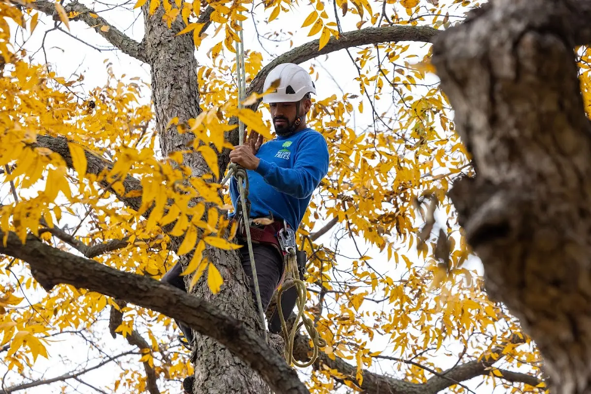 Skilled Storm Damage Cleanup crew working in Mescalero