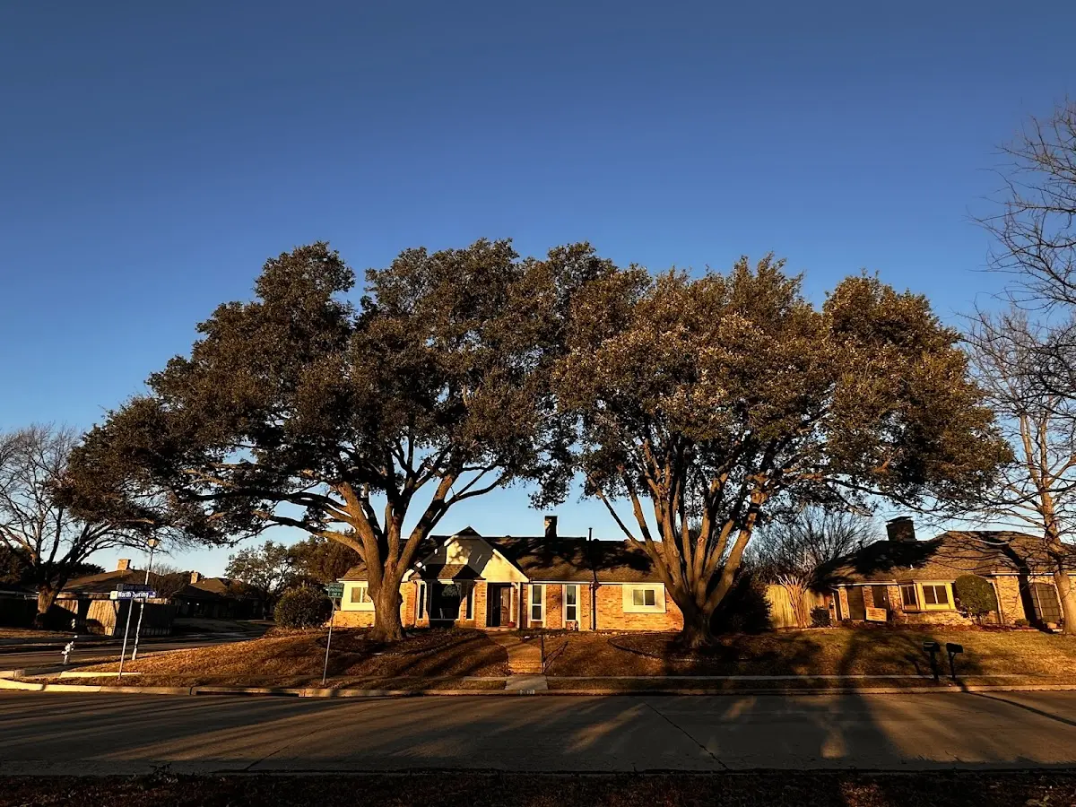 Established residential canopy tree shading a home in Mescalero